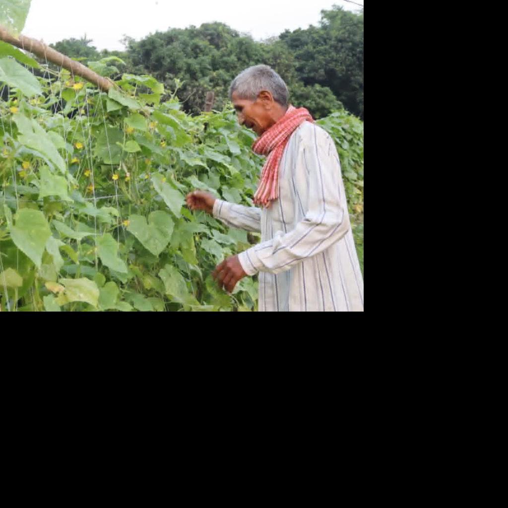 विदेशबाट फर्किएका युवाले तरकारीखेतीमा देखाए सम्भावना, बराहक्षेत्रमा गाउँमै रोजगारी बढ्दै