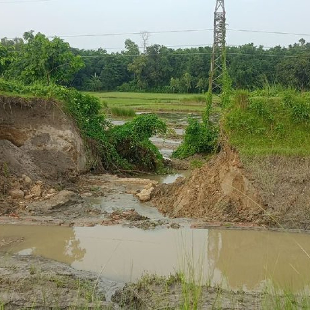 सप्तरीमा कोशी पम्प नहरको बाँध भत्कियो, खेतीयोग्य जमिन डुबानमा सप्तरीमा कोशी पम्प नहरको बाँध भत्कियो, खेतीयोग्य जमिन डुबानमा