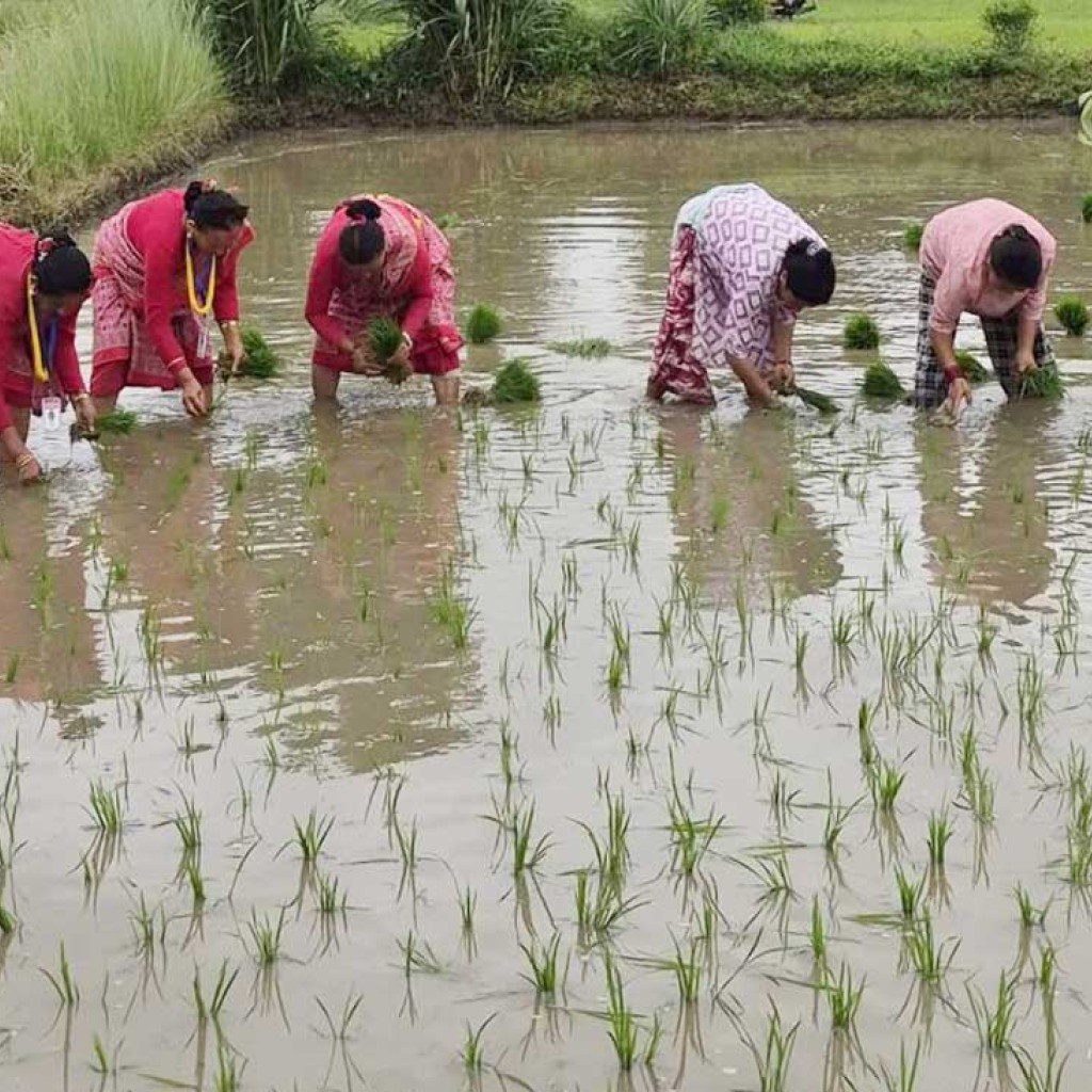 झापामा ६२ प्रतिशत धान रोपाइँ सम्पन्न, मल अभावले किसान चिन्तित झापामा ६२ प्रतिशत धान रोपाइँ सम्पन्न, मल अभावले किसान चिन्तित